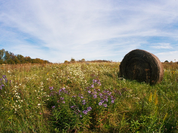 Field Flowers